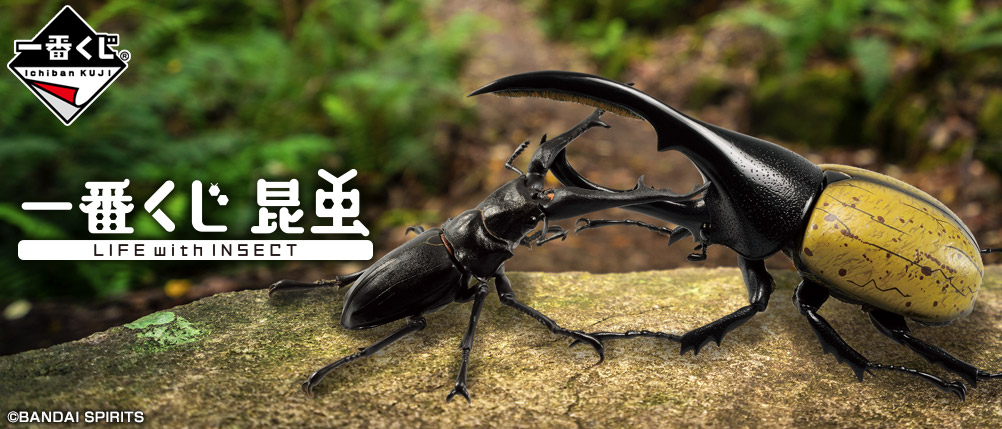 Insect LIFE with INSECT